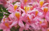 Les fameuses 8 fleurs du Yunnan: L’Azalée