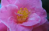 Les fameuses 8 fleurs du Yunnan: Le Camélia