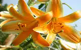 Les fameuses 8 fleurs du Yunnan: Le Lys