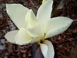 Les fameuses 8 fleurs du Yunnan: Le Magnolia