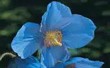Les fameuses 8 fleurs du Yunnan: Pavot bleu