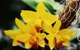Les fameuses 8 fleurs du Yunnan: L’Orchidée